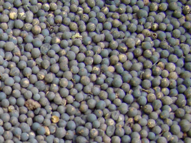 Baibadang (Vidanga Seeds) 50gm