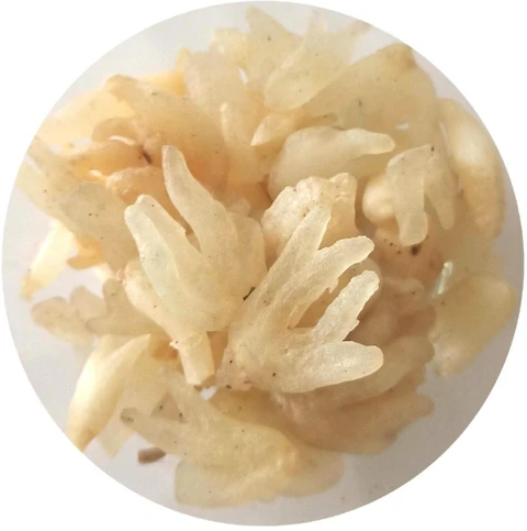 Salam Panja (Dactylorhiza Hatagirea) 25gm